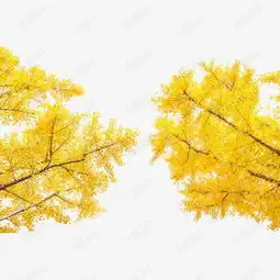 清新文艺银杏树自然风光素材图片免费下载高清装饰图案png千库网图片编号6451818