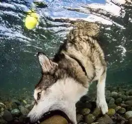  当哈士奇与柴犬两大精神污染界神物相遇,谁才是一哥