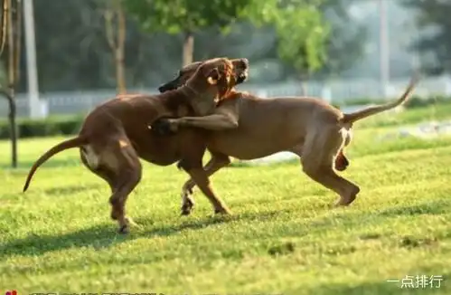  世界十大猎犬品种排名比特犬仅排第三