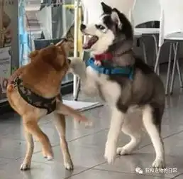  哈士奇刚被大金毛打趴下又来挑逗柴犬,结果又被按地下,主人的脸全被这货丢尽了