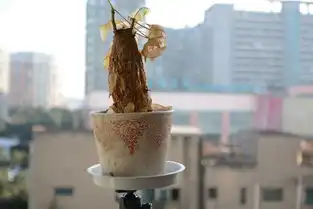  逆光照提亮主体压暗背景技术