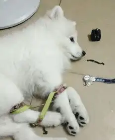  整治狗狗们使用这办法最有效,但是也实在很搞笑