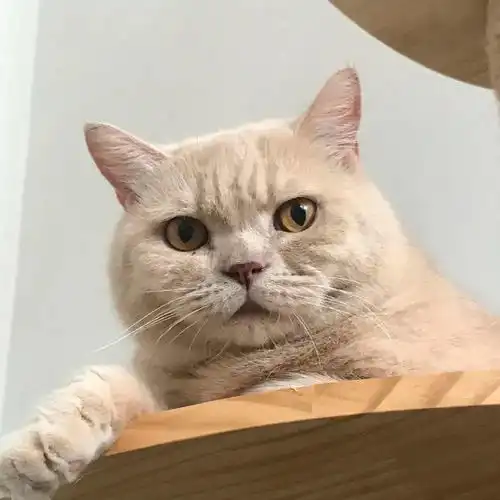  可爱萌宠猫咪头像一如既往万事胜意