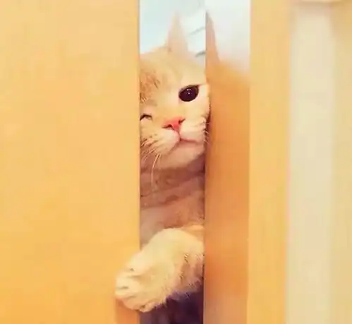  小仙女签收,16张超萌的猫咪闺蜜头像