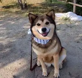  论睡遍天下所有狗,泰迪根本比不上哈士奇...猜得中开头猜不中结尾