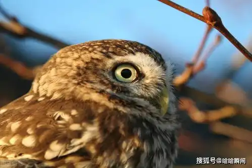  猫头鹰在临死前,为什么会吐出一个小球这究竟是什么东西
