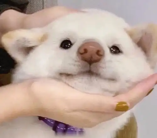  duangduangduang萌宠头像来啦