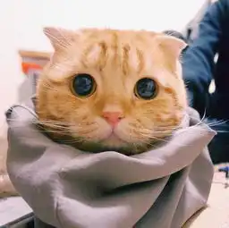  当我看到这只橘猫后,才明白什么叫盛世美颜