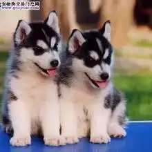 柴犬哈士奇头像图片德牧