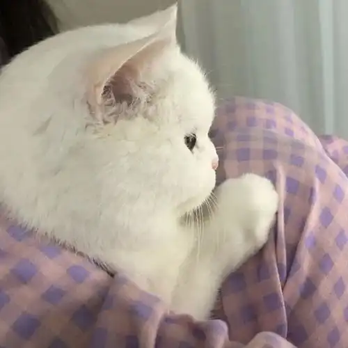 萌宠可爱猫咪头像闪电