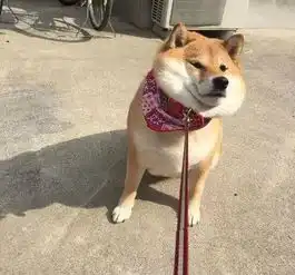  柴犬幼犬一般多少钱如何挑选纯种幼崽