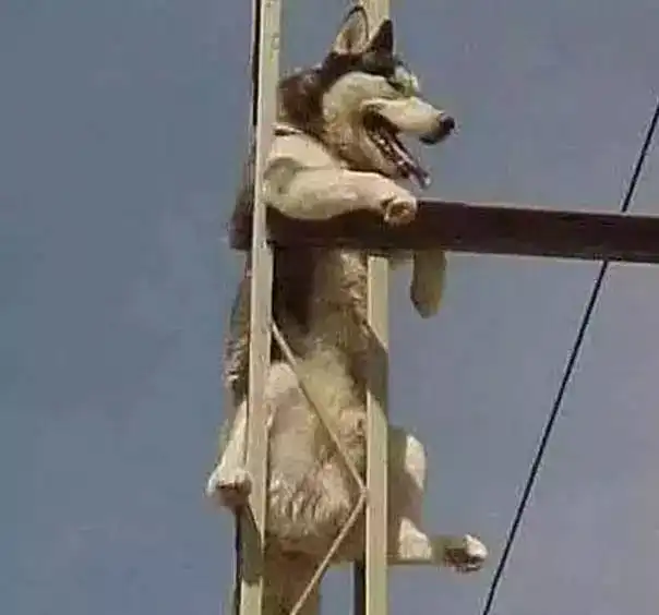  这只混血哈,简直完美遗传了父母的气质