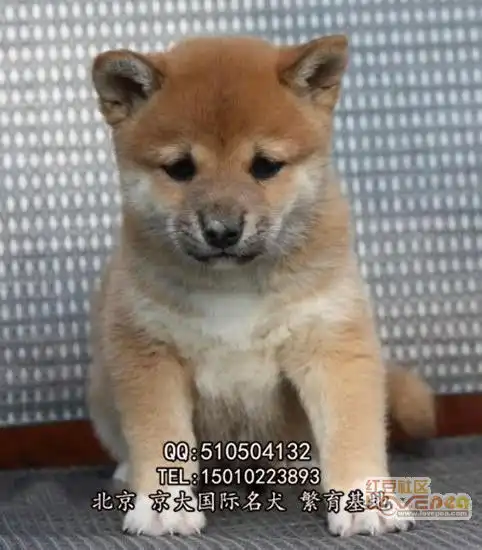  纯种柴犬幼犬出售三个月北京柴犬出售柴犬图片