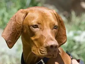  大型维兹拉犬图册
