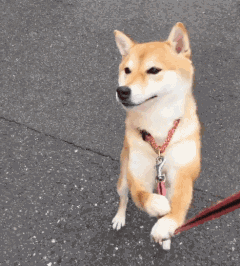  柴犬,一只神奇的狗狗,它的魅力到底有多大