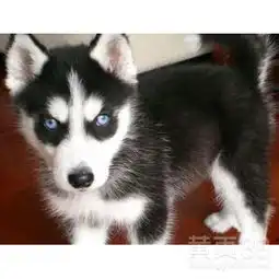  三火纯种哈士奇犬场哈士奇犬价图片多少钱欢迎选购-黄页88网