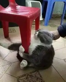  萌宠说好了,一起慢慢变老