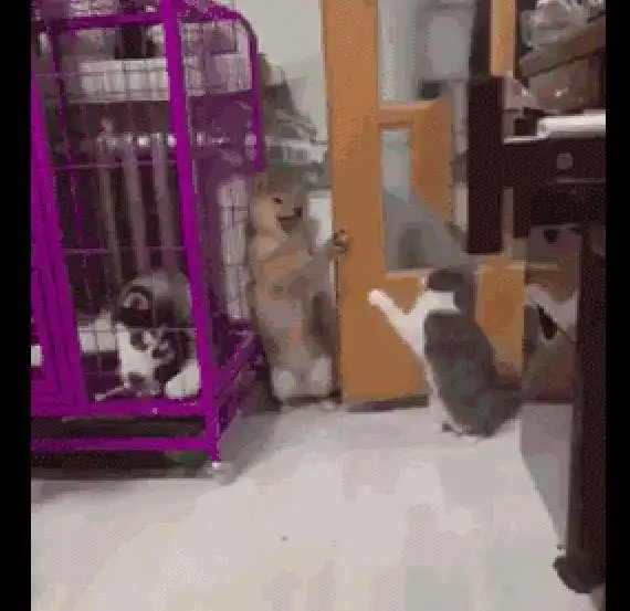  猫咪正在打柴犬,哈士奇则在一旁淡定的看着幸好我在笼子里