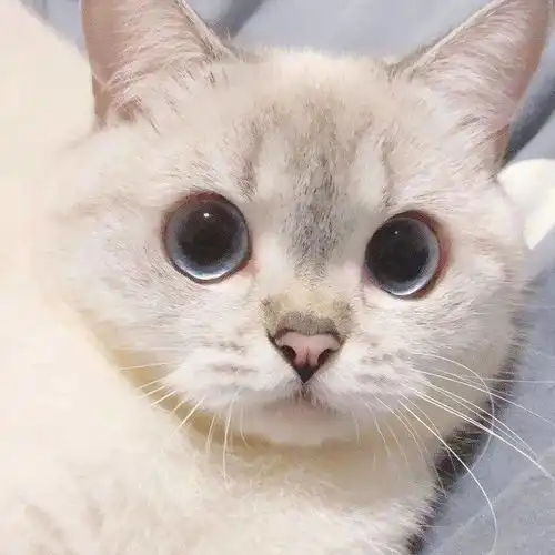 萌宠可爱猫咪头像小辫