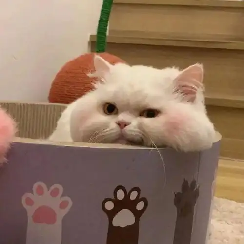  一向贪玩的小猫咪,它在犯错后,会主动道歉吗