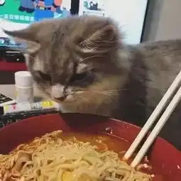  萌宠猫主子原来这么会装,明明是很想吃美味,结果非要装高冷