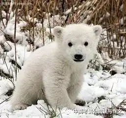  当年那些天雷滚滚的自主招生题目,究竟在考什么能力