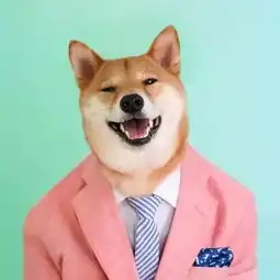  狗狗作揖很可爱你还在让狗狗学站立么
