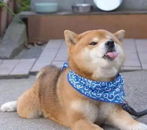  比哈士奇还搞笑,柴犬的真面目,让铲屎官笑弯腰