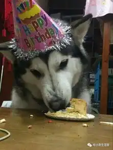  朋友得知哈士奇要过生日,非要带着金毛一起过来庆祝