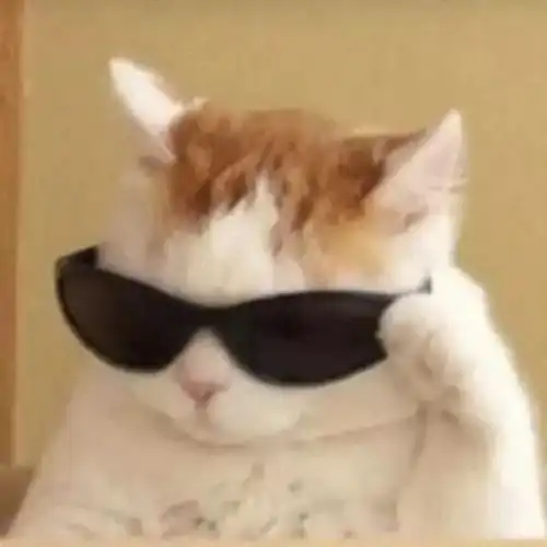 逗比头像沙雕猫咪