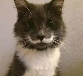  生气猫不爽猫吐舌猫等,可爱外表下的心酸故事
