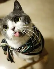  猫咪吐舌头的可爱图片一入萌宠深似海