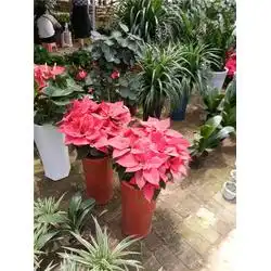  花卉心诚园艺在线咨询武汉花卉