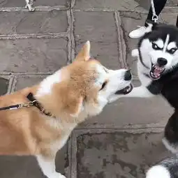  当柴犬遇上哈士奇,两个表情包交战,真是笑得停不下来