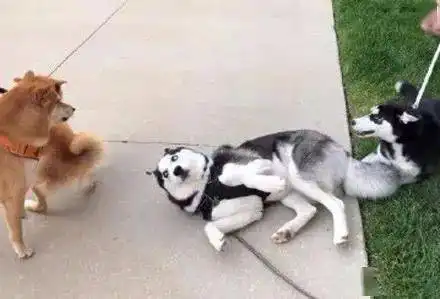  哈士奇挑衅两只柴犬,下一秒直接怂成狗了,笑死,哈哈哈