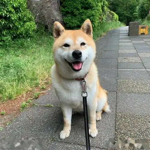  土里竟然长出柴犬不仅会卖萌还会撒娇不说了,现在就去种柴