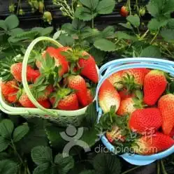  学长草莓高新店