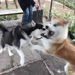  哈士奇跟柴犬怼上了,看着这两货的表情能笑一整天