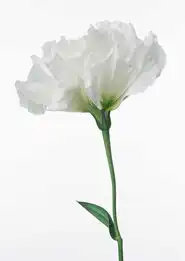  花草特写562
