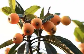  五月才是武汉及周边最好玩的季节32个采摘地图,桑葚樱桃枇杷样样都有