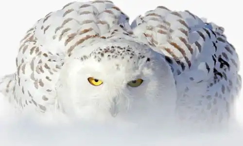 简笔画猫头鹰有颜色