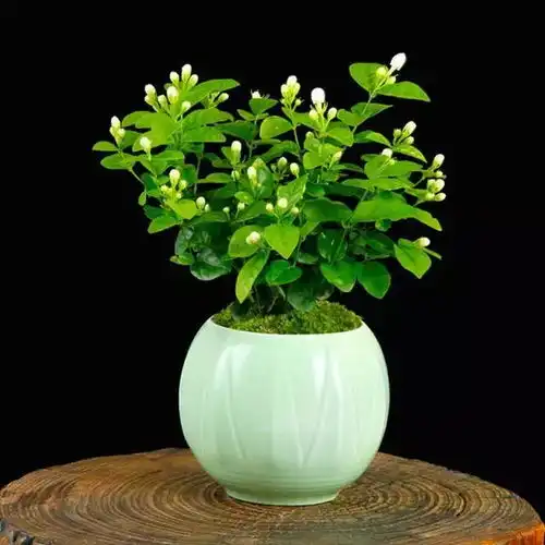  下面几种便宜盆栽,全是甲醛的天然克星,关键还能驱蚊虫