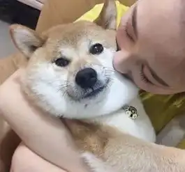  女主人亲了下柴犬的脸之后......