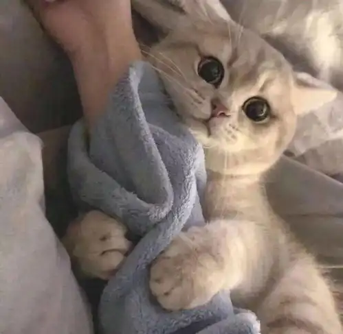 萌宠可爱猫咪头像小猫