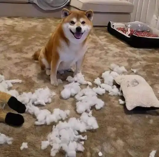  想毁掉一段关系,就送对方一只柴犬