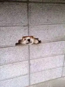  柴犬果然是整个汪星球唯一可以打败哈士奇的二货