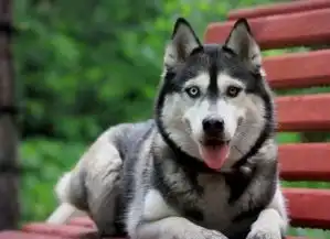  狗和鱼势不两立哈士奇啃鱼缸喝鱼缸水,柴犬把鱼缸当厕所