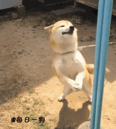  如果说哈士奇是狗中的表情帝,那柴犬绝对就是戏精奥斯卡都欠它一个小金人