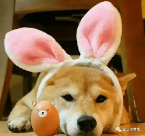  柴犬护理宝典,养柴前必须了解的几件事