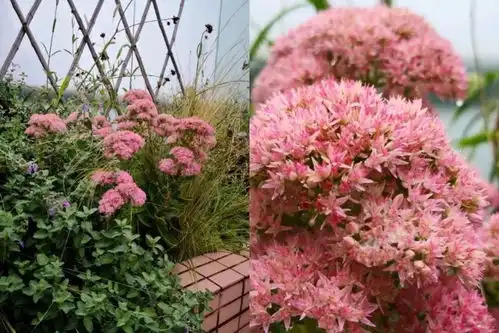 超漂亮花草的微信头像漫